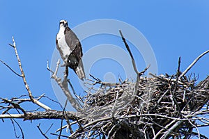 Osprey and It`s Nest Against the Blue Colorado Sky photo